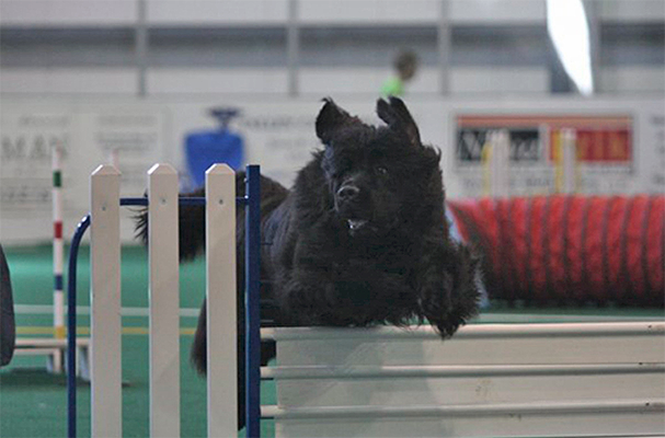 Newfoundland dog doing agility
