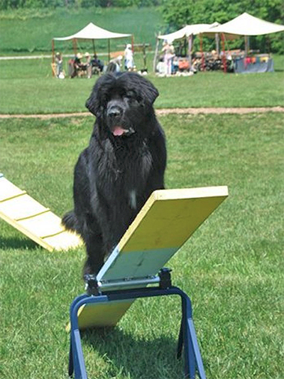 Newfoundland dog doing agility