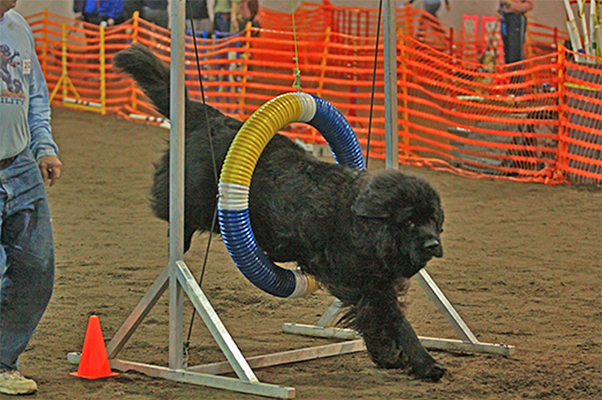 newfoundland dog doing agility