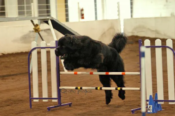 newfoundland dog doing agility