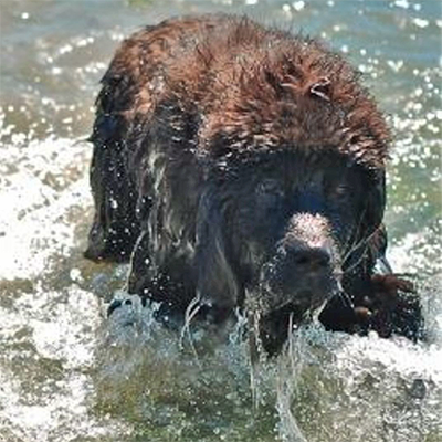 Newfoundland dog doing water work