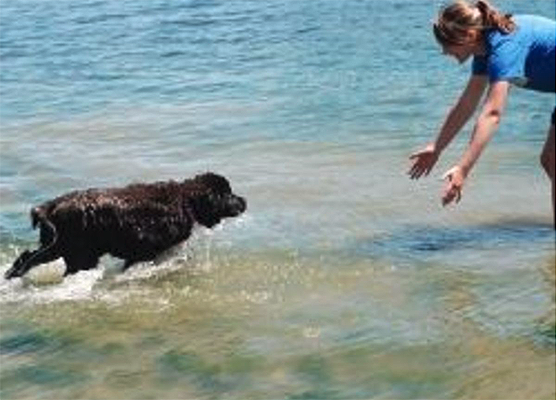 newfoundland dog water work