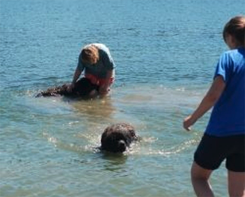 newfoundland dog water work