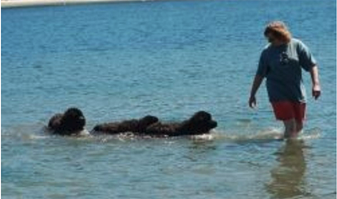 newfoundland dog water work