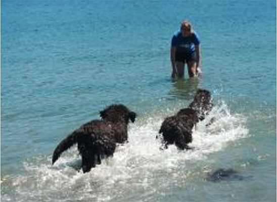 newfoundland dog water work