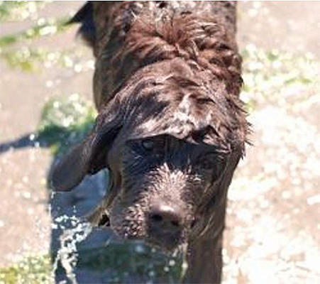 newfoundland dog water work