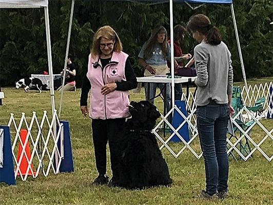 newfoundland dog retrieving over a jump