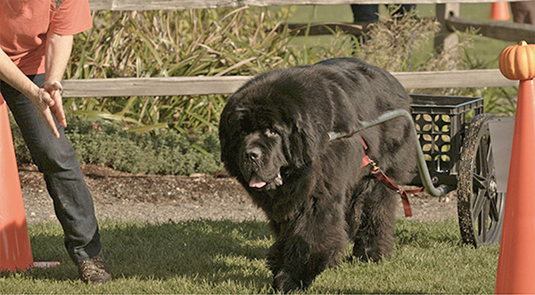  newfoundland dogs obedience work