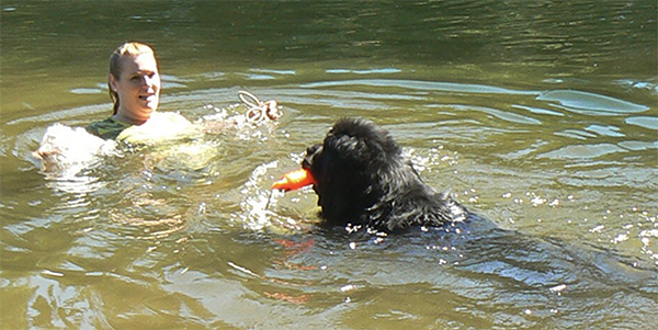  newfoundland dogs water training