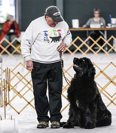 Newfoundland dog and handler in rally obedience