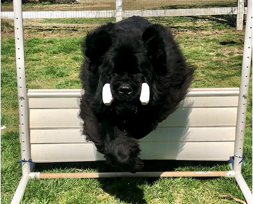 newfoundland dog retrieving over a jump