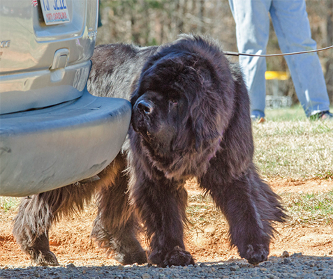 Newfoundland dog doing scentwork