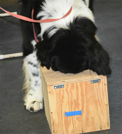 Newfoundland dog doing scentwork