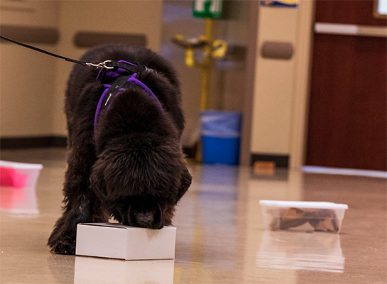 Newfoundland dog doing scentwork