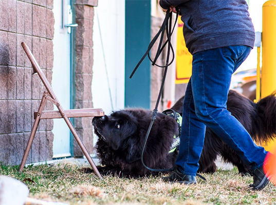newfoundland dog scent work