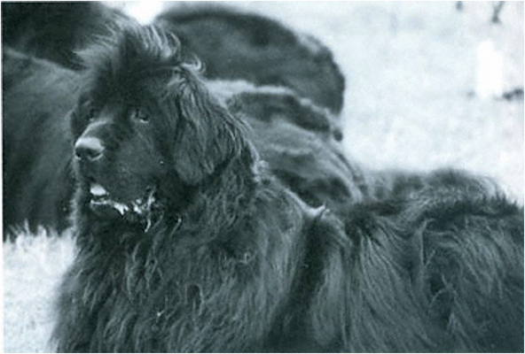 newfoundland dog on a stay