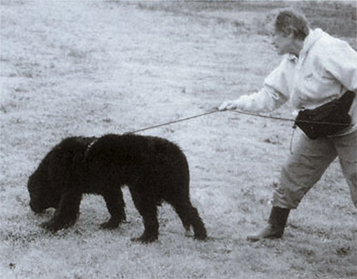 Newfoundland dog carrying a tracking glove