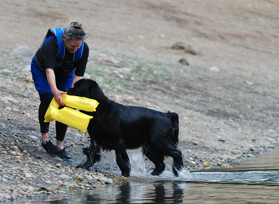 Newfoundland dog doing water work