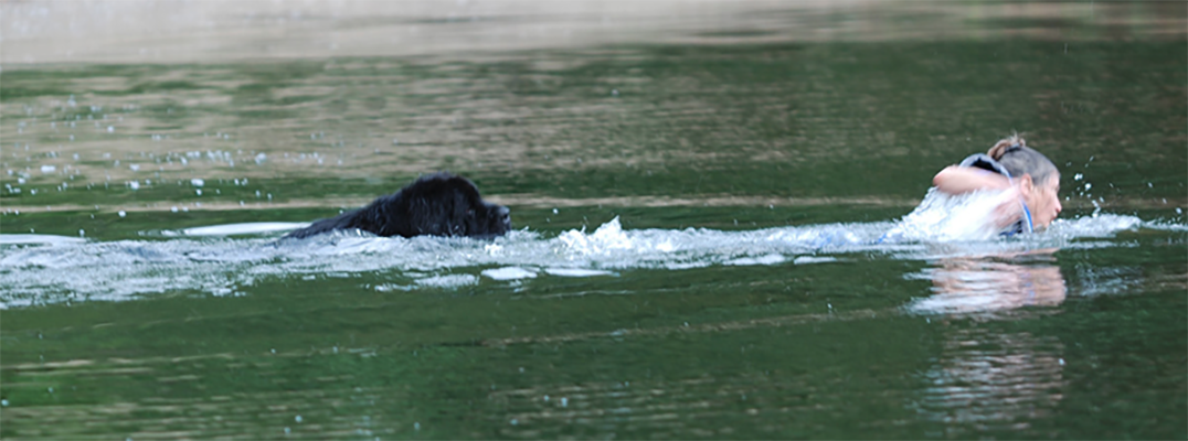 Newfoundland dog swimming with handler
